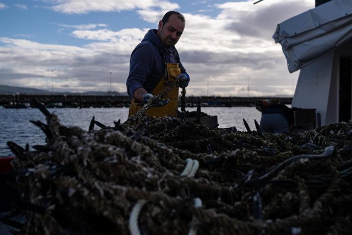 Archivo - Recogida y encuerde de la cría del mejillón en la costa de Pontevedra, a 1 de diciembre de 2023, en Pontevedra, Galicia (España). La campaña de recogida de cría de mejillón en la costa gallega se ajusta este año a su calendario habitual. A parti