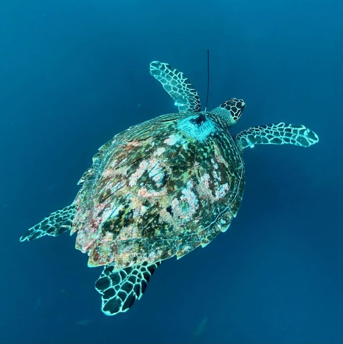 Archivo - Una tortuga de las Galápagos.