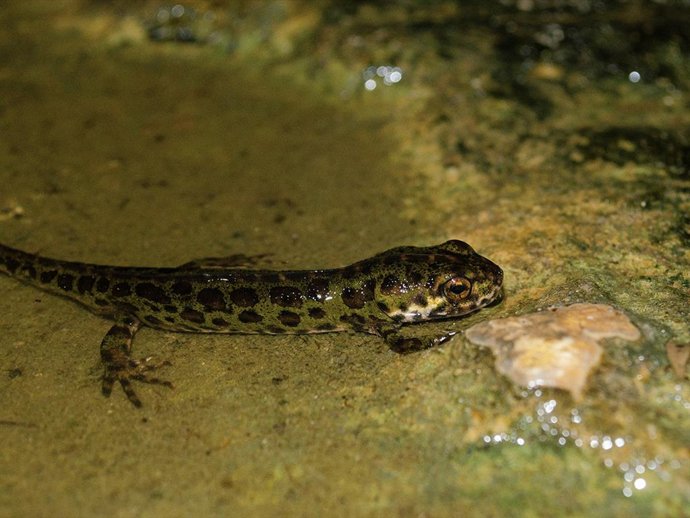 Archivo - La introducción ilegal de especies protegidas puede suponer una amenaza a la biodiversidad, según estudios d