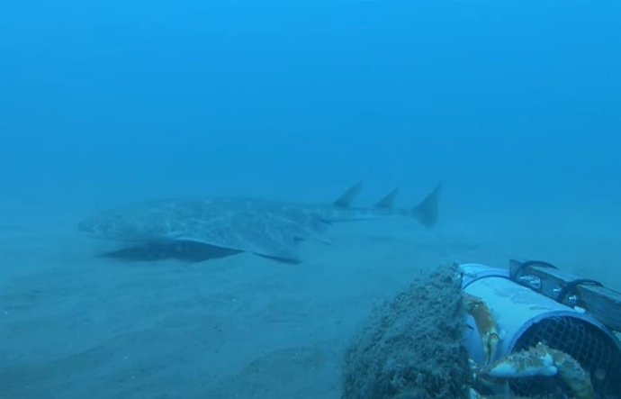 Angelshark filmando no País de Gales