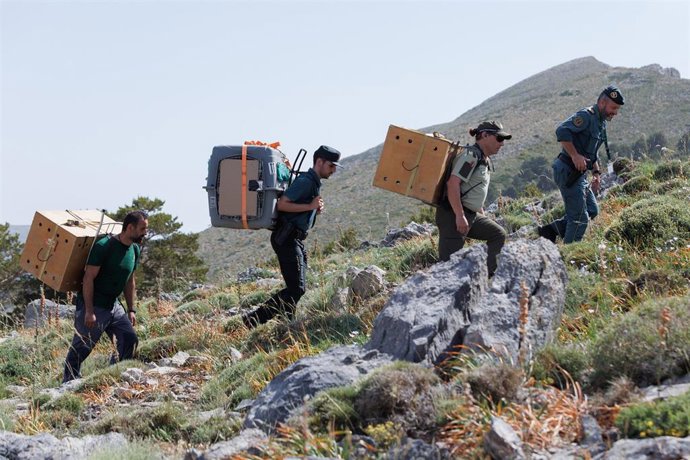 Archivo - Imagen de archivo de agentes de Medio Ambiente transportando ejemplares de quebrantahuesos en Monachil (Granada), en el Parque Nacional y Natural de Sierra Nevada. 