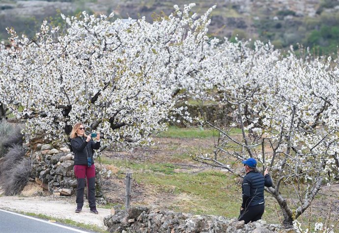 Archivo - Turistas en el cerezo en flor