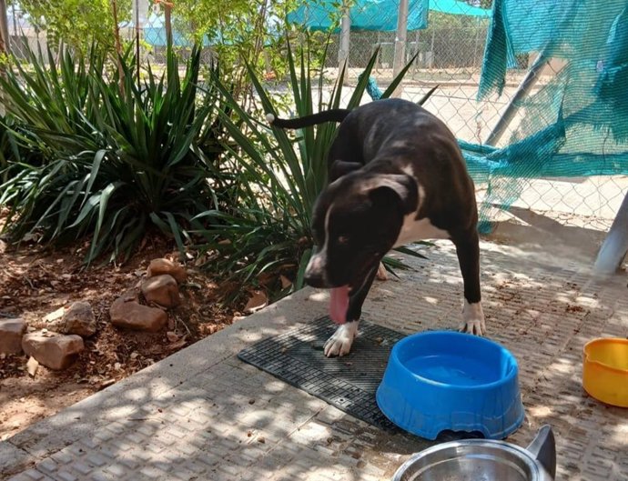 El Centro Municipal Canino de Valdepeñas da una segunda oportunidad a Ares, el perro atado y abandonado.