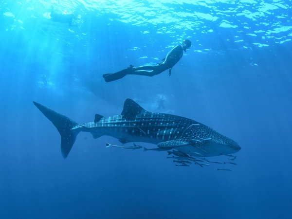 Los Cabos