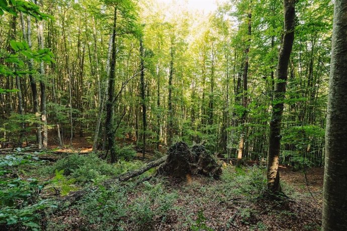 Imagen de un bosque, aportada por Creaf