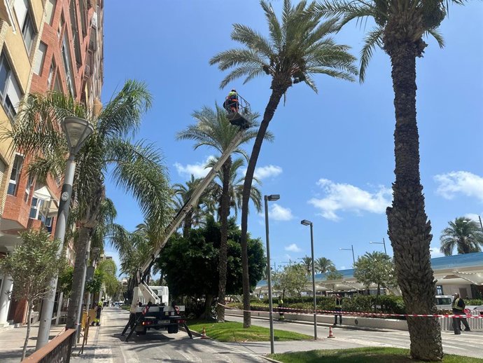 L'Ajuntament de Torrevella retira una palmera "amb el risc de caiguda" en el passeig Vista Alegre