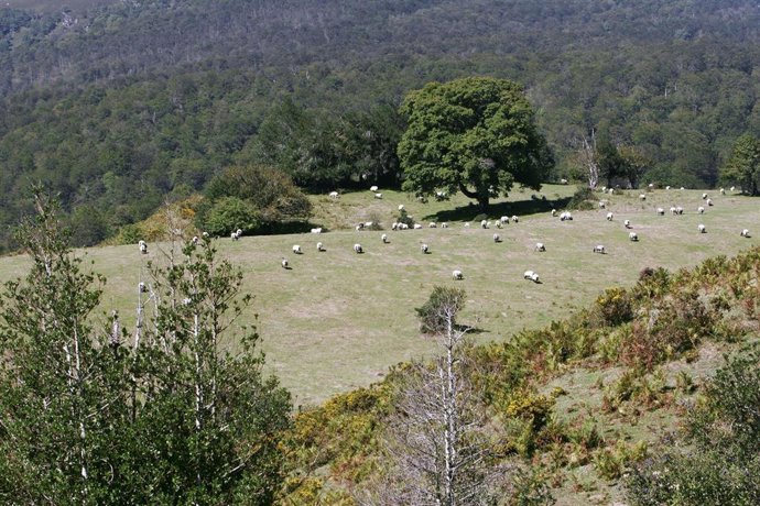 Archivo - Imagen de ovejas pastando en el campo.