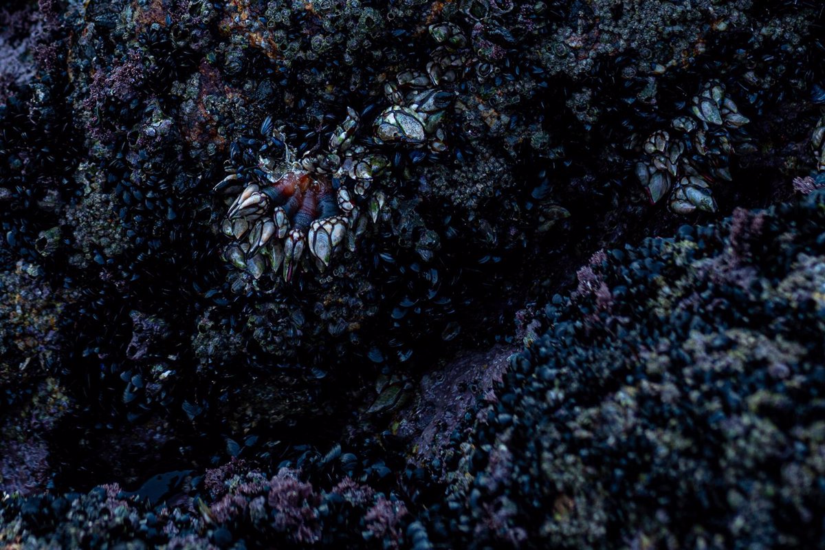 Investigado un conductor sin puntos en Santander que llevaba 14 kilos de percebes pescados ilegalmente