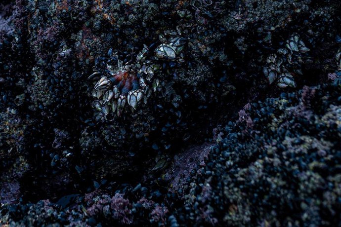Archivo - Percebes