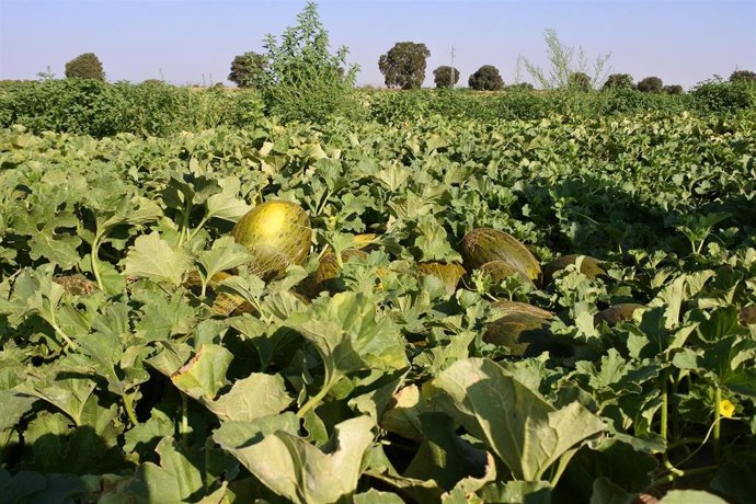 Archivo - Cultivo de melones.