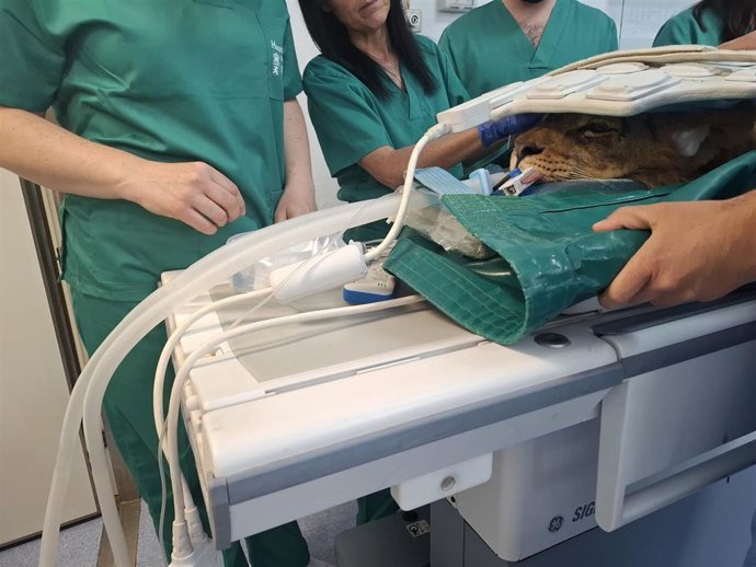 Imagen de uno de los leones en el Hospital Veterinario de la Universidad de León.