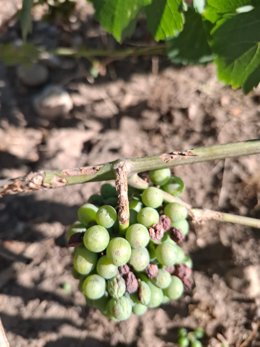 Viñedo afectado por los topillos