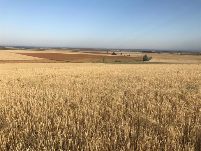 Archivo - Agroseguro ha abonado el 80% de las indemnizaciones en cereales de invierno y leguminosas, hasta 78 millones
