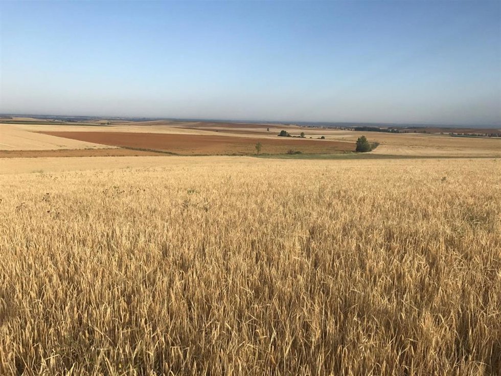 Archivo - Agroseguro ha abonado el 80% de las indemnizaciones en cereales de invierno y leguminosas, hasta 78 millones