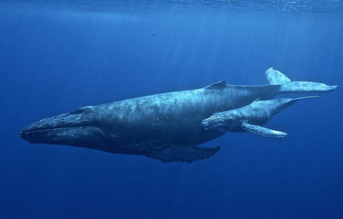 Archivo - Ballena jorobada
