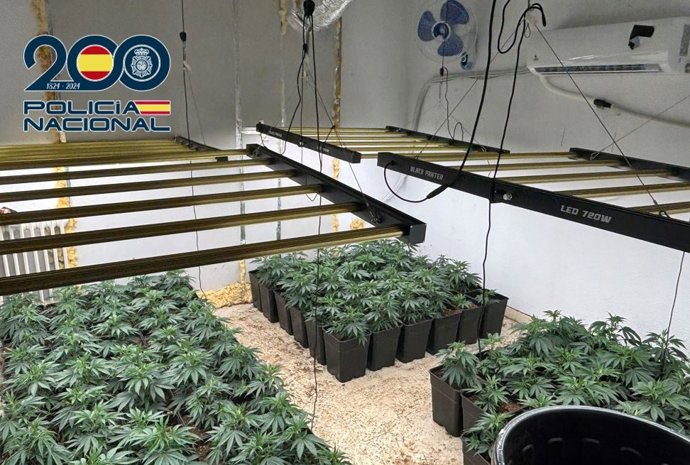 Plantación de marihuana intervenida por la Policía Nacional en una vivienda de Granada