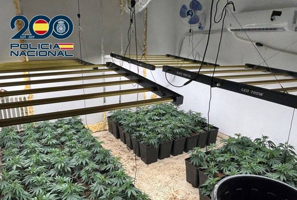 Plantación de marihuana intervenida por la Policía Nacional en una vivienda de Granada