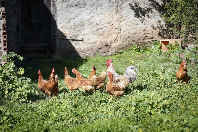 Archivo - Varias gallinas y un gallo en un corral, en una imagen de archivo.