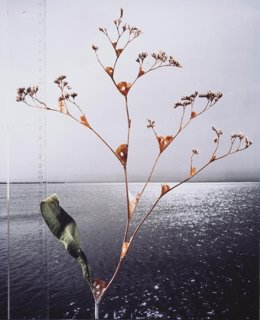 Obra de Joan Fontcuberta