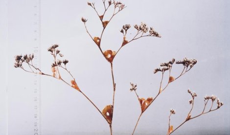 C. Valenciana
