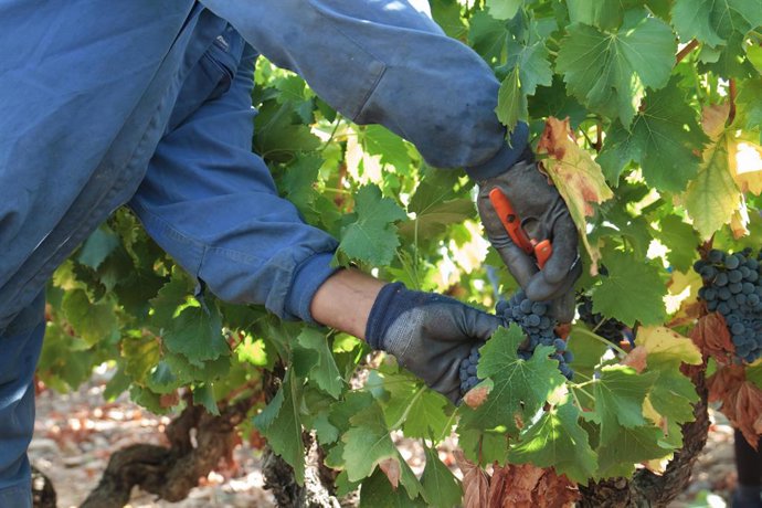 Archivo - Un total de 13.500 trabajadores españoles participarán en la vendimia francesa de 2025, el 75% procedentes de Andalucía  