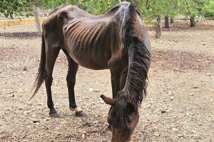 Rescatados dos caballos en "pésimas condiciones" en una finca de Palma