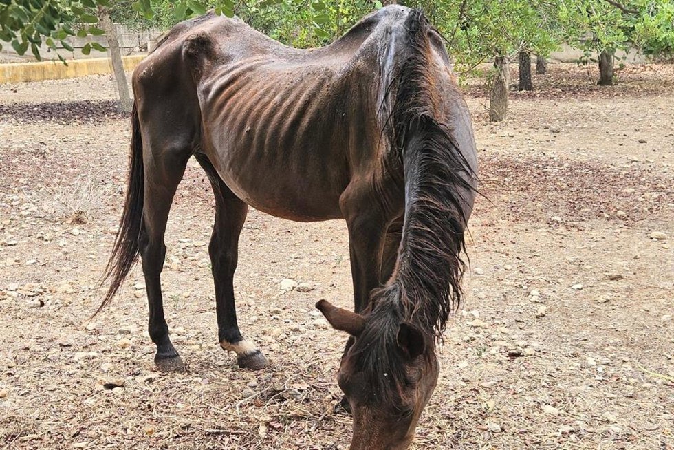 Rescatados dos caballos en "pésimas condiciones" en una finca de Palma