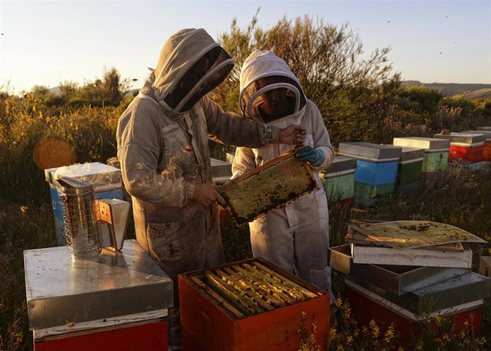 Los encargados de Miel La Cazurra trabajando en las colmenas.