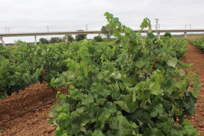 La Unió preveu una collita de raïm de vi normal i de gran qualitat a la Comunitat Valenciana