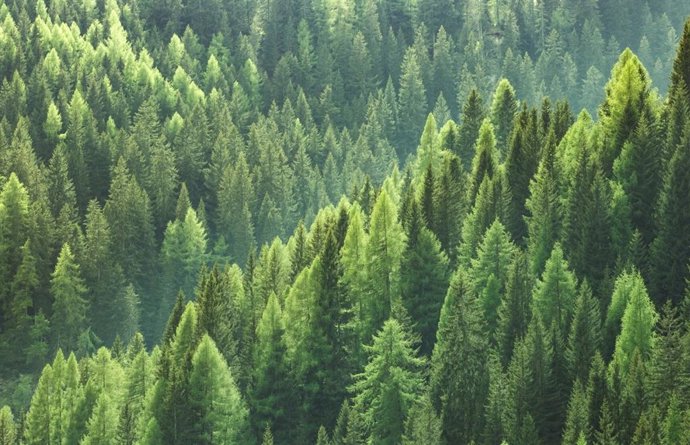 As florestas da Europa estão absorvendo cada vez menos carbono