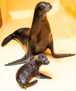 Más de 9.000 internautas eligen 'Ozzy' como nombre para la cría de león marino en Loro Parque
