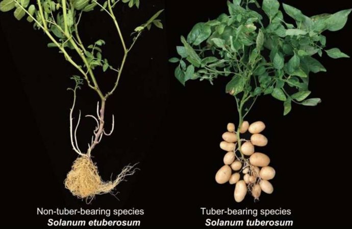 Espécies de plantas de batata produtoras e não produtoras de tubérculos