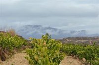 Lanzan una campaña para cubrir más de 2.000 vacantes en la vendimia española de 2025