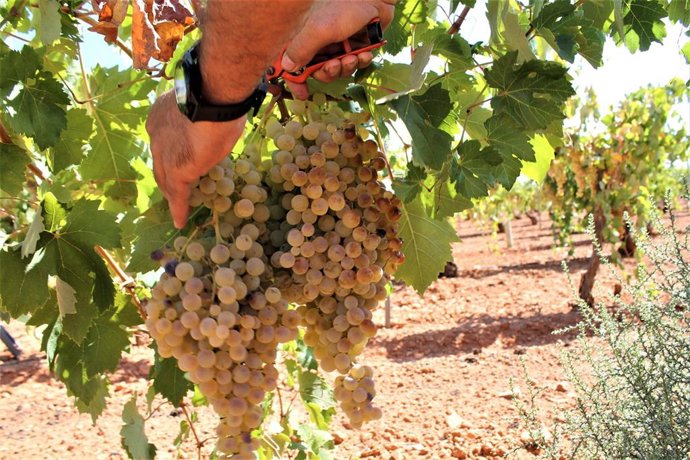 Archivo - Una persona recoge uvas de una cosecha durante la temporada de vendimia.