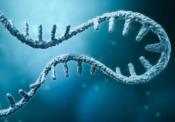 Archivo - El programa informático desarrollado por el I2SysBio permite descubrir nuevos tránscritos que no estaban en las bases de datos del genoma.