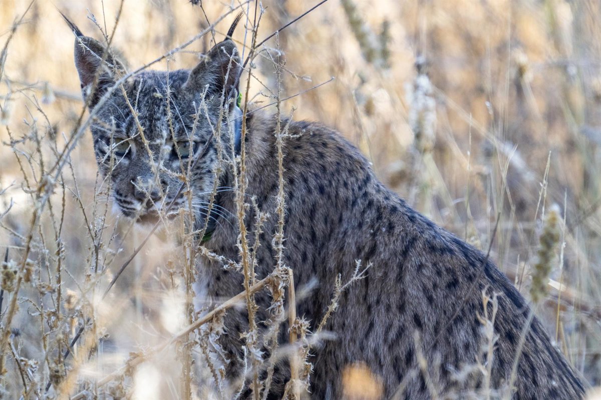 El joven lince ibérico de dos años Uraclio explora desde hace semanas el este de la Comunidad de Madrid