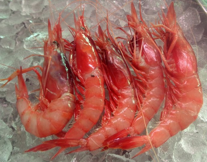 Archivo - Gamba Roja 