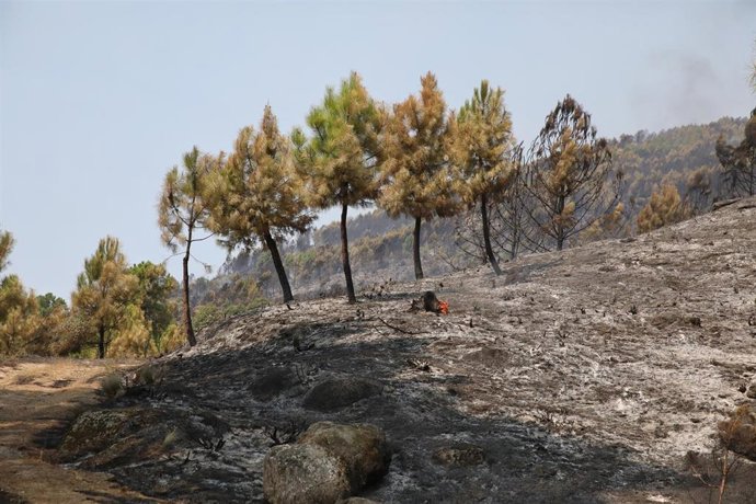 Campo quemado por el fuego, a 31 de julio de 2025, en Cuevas del Valle, Ávila, Castilla y León (España). 