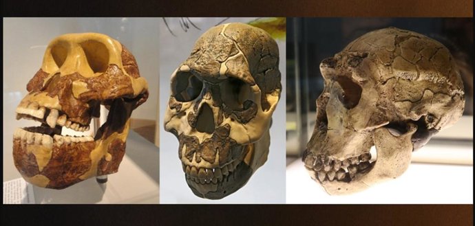 Cronológicamente, desde la izquierda, las muelas de los ancestros humanos se alargaron a lo largo de milenios para seguir una dieta rica en plantas herbáceas con un alto contenido en carbohidratos.