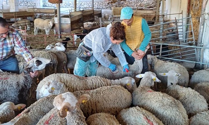 Archivo - Agricultura inicia la vacunación contra la lengua azul de la cabaña ganadera alicantina