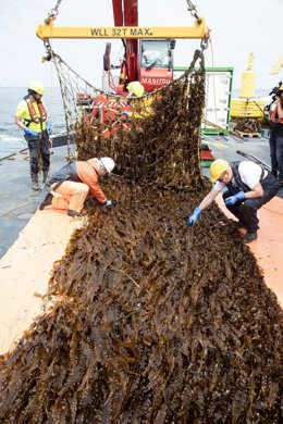 Amazon logra la primera cosecha de la granja de algas en el Mar del Norte
