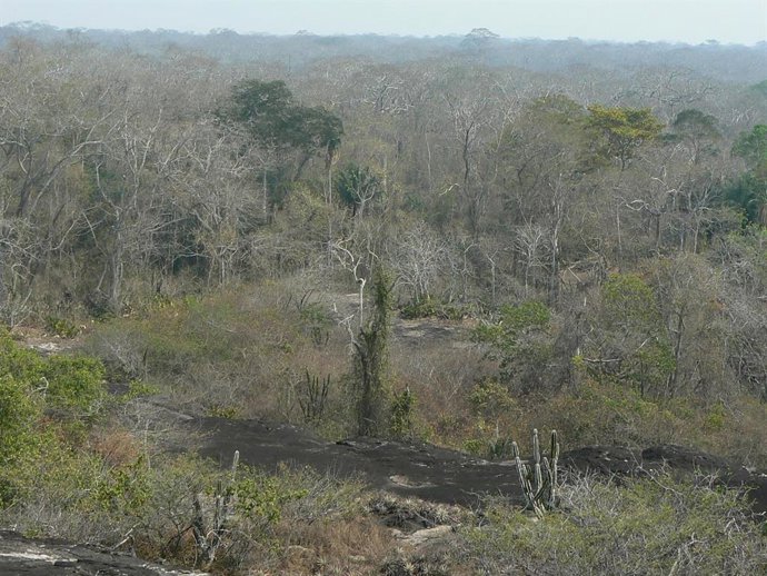 Bosque tropical seco (“bosque chiquitano”) durante la estación seca en el sudeste de Bolivia.