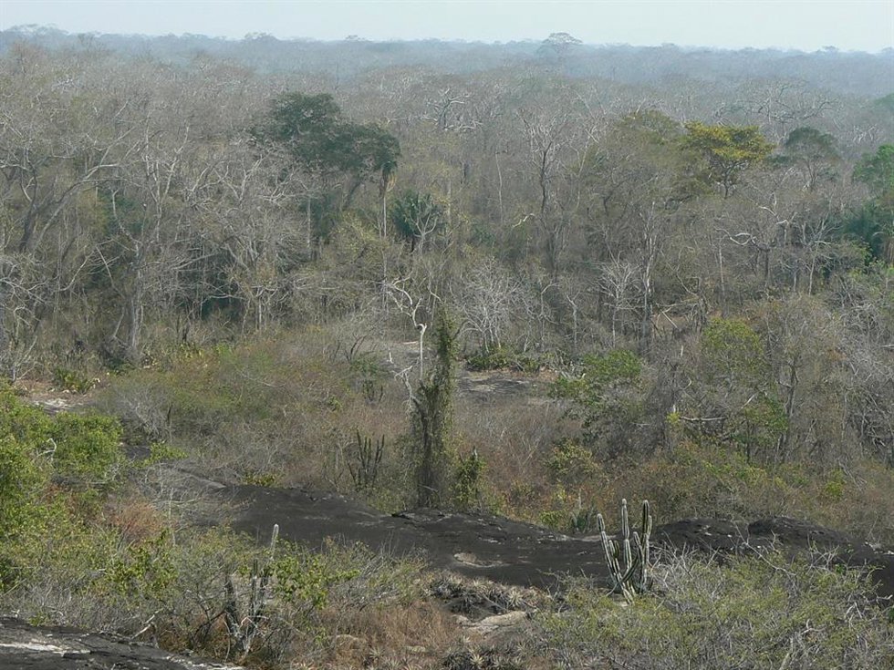 Bosque tropical seco (bosque chiquitano) durante la estación seca en el sudeste de Bolivia.
