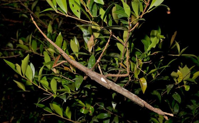 Nueva especie de insecto palo gigante
