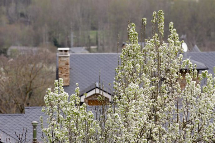 Archivo - Varios cerezos en flor, en Corullón, a 26 de marzo de 2022, en León, Castilla y León, (España). 