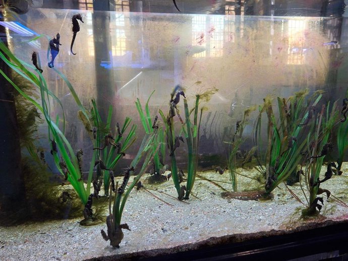 Acuario del banco de especies del Mar Menor con caballitos de mar