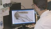 Foto: Salud declara el área de alerta en Castilblanco de los Arroyos (Sevilla) por presencia de mosquitos con virus del Nilo