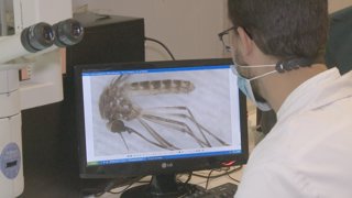 Archivo - Investigadores de la UEx estudian el mosquito que transmite el virus del Nilo.