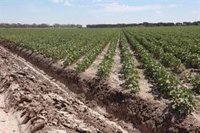 El Gobierno adjudica a Andalucía tres nuevos proyectos del Perte Agro por casi 1,4 millones de euros