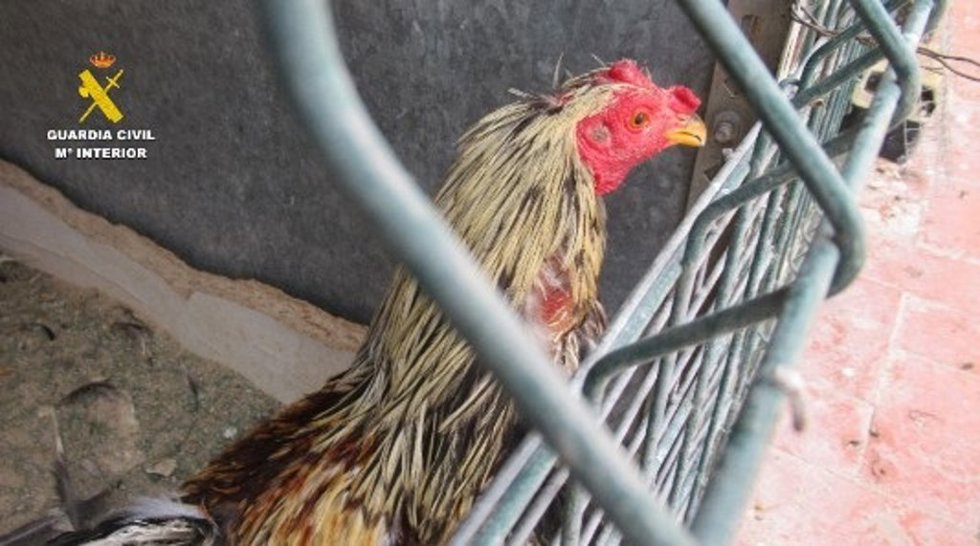 Un individuo puesto a disposición judicial por maltratar a once gallos en Churriana de la Vega (Granada).